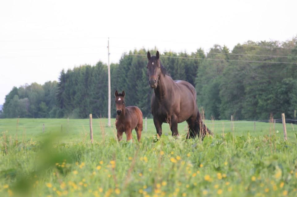 Ett sto och hennes föl i en grön sommarhage